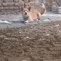 سگ پاکوتاه خوشگل