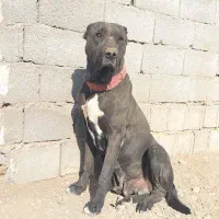 سگ خراسانی اصیل