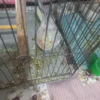 یه دونه عروس هلنی ماده سرحال  ویه دونه جوجه ۴ماهه