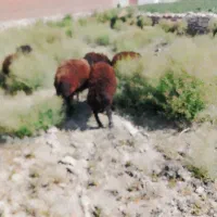 بره نر چهار تا