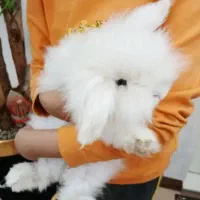 خرگوش نژاد ترکیش|موش و خرگوش|یزد, |دیوار