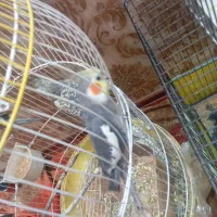 عروس هلندی و مرغ عشق