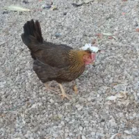 مرغ سرحال چاق و چله