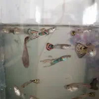 ماهی گوپی جفتی 50 یک نر و یک ماده ‌مولد