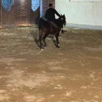 اسب دره شور|اسب و تجهیزات اسبسواری|اصفهان, کشاورزی|دیوار