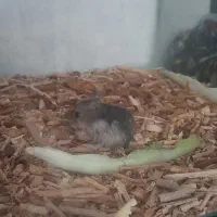 همستر|موش و خرگوش|ارومیه, |دیوار