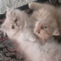 گربه خانگی پرشین فلت|گربه|تهران, فاطمی|دیوار