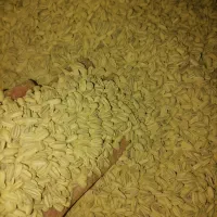 بذر آفتاب گردون زینتی خارجی2دورنگ وتک رنگ