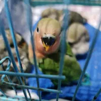 جوجه برزیلی