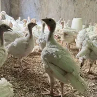 جوجه بوقلمون بیوتی۶فوق سنگین|حیوانات مزرعه|اقلید, |دیوار