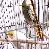 عروس هلندی رام و طوطی کوتوله نر معاوضه|پرنده|گلباف, |دیوار