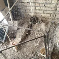 قفس مرغ و خروس