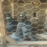 کفتر بوم|پرنده|مشهد, نوید|دیوار