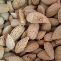 بادام سنگی|خوردنی و آشامیدنی|مشکین‌دشت, |دیوار