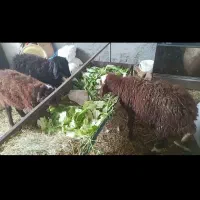 سه تا بره نر ۳ماهه