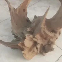کت فیش،گیاه،میگو