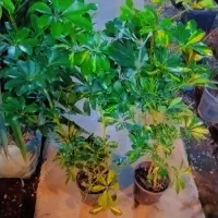 گل طبیعی شفلرامیناتوری