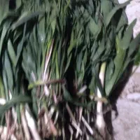 تره وبسور