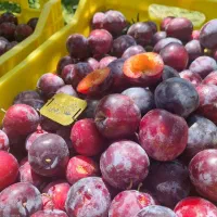 پیش فروش نهال آلو سانتروزا