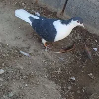 ۴۰۰تومن|پرنده|شیروان (خراسان), |دیوار