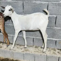 بز سومال و جزیره ای