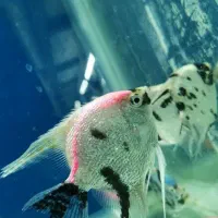 آکواریوم شهر ماهی