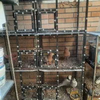 کبوتر و قفس|پرنده|مبارکه, |دیوار