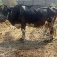 گاو آبستن هشت ماه