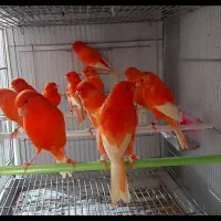 فروش ویژه قناری رد فاکتور  2025