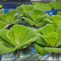گیاه آکواریوم برای معاوضه یا فروش