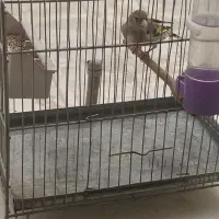 سهره سهر ماد|پرنده|اصفهان, شمس آباد|دیوار