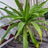 گل اشک ملکه|گل و گیاه طبیعی|قهدریجان, |دیوار