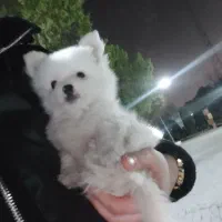 پامرانین عروسکی / پامر خرسی