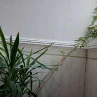 فروش گل|گل و گیاه طبیعی|بم, |دیوار