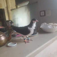 یک عدد خوشرنگ سیاه ماده