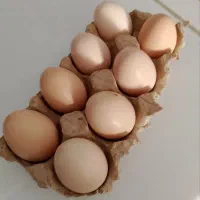 تخم نطفه دار لاری