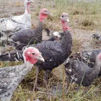 فروش اردک،غاز،بوقلمون،مرغ،جوجه به صورت تکی و جمعی|حیوانات مزرعه|لولمان, |دیوار