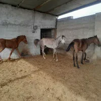 اسب