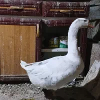 غاز و بوقلمون