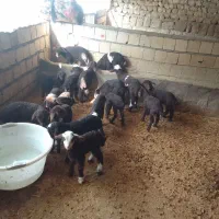 ۳۸عدد میش وبره گوسفند