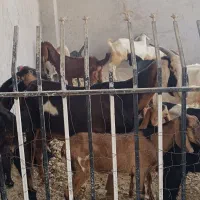 فروش۳۰راس کهره نر و ۲۰راس کهره ماده بنک بز،میش،بره|حیوانات مزرعه|بندر کنگان, |دیوار