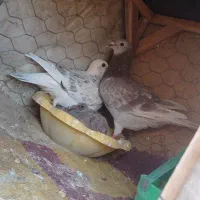کبوتر نرو ماده گم شدن