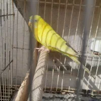 فروش مرغ عشق