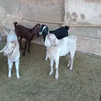 بز‌نجدی|حیوانات مزرعه|صحنه, |دیوار