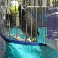 مرغ مینا چشم ستاره ای نر|پرنده|فسا, |دیوار