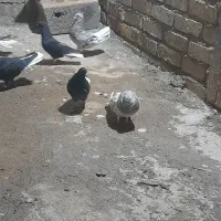 کفتر|پرنده|ساوه, |دیوار