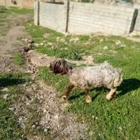 ۳تاکووه اصلی