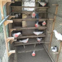 کفترتهرانی