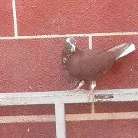 کبوتر|پرنده|بناب, |دیوار