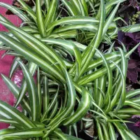 گل آپارتمانی|گل و گیاه طبیعی|دوگنبدان, |دیوار